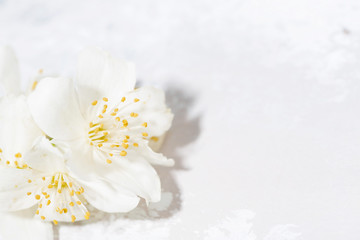 fragrant jasmine flower and white background, closeup