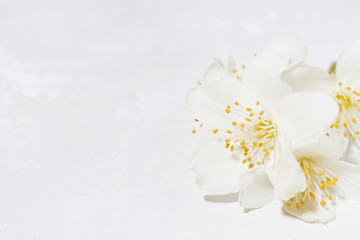 fragrant jasmine flower and white background
