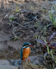 Portrait of common kingfisher bird in action for fishing in the water body