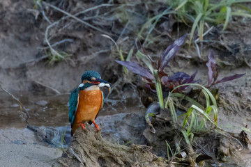 Portrait of common kingfisher bird in action for fishing in the water body