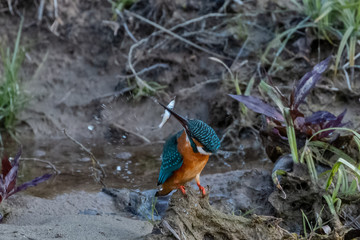 Portrait of common kingfisher bird in action for fishing in the water body