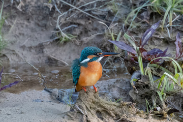 Fototapeta premium Portrait of common kingfisher bird in action for fishing in the water body