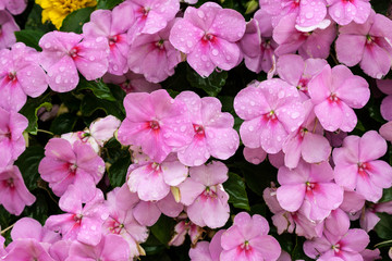 pink flowers with pink petals and water drops