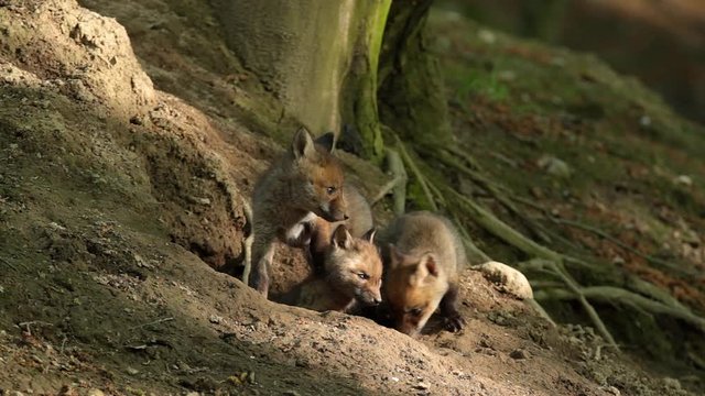 Three little red fox, vulpes vulpes, young cubs near den in forest curiously watching around. Cute little wild predators in natural environment. Family of animals in wilderness in spring,