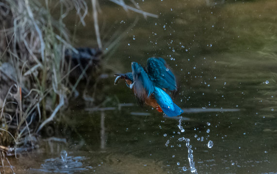 Portrait of common kingfisher bird in action for fishing in the water body