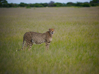 Cheetah mom (Acinonyx jubatus) walks through the plains of Nxai Pan Nationalpark and looks back while waiting for her young ones