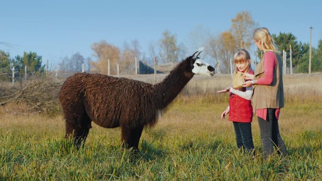 Girl with mom feeds the alpaca in the park. Nice day off with baby