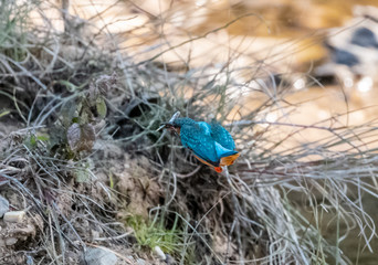 Portrait of common kingfisher bird in action for fishing in the water body