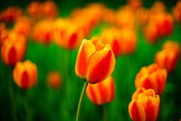 Beautiful fresh spring flowers tulips.