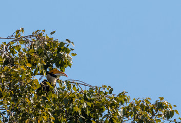 Great Hornbill bird perching on tree