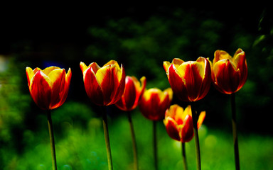 Beautiful fresh spring flowers tulips.