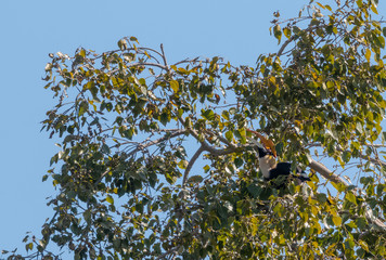 Great Hornbill bird perching on tree