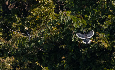 Oriental pied hornbill bird in flight over sky at rajaji national park, uttarakhand