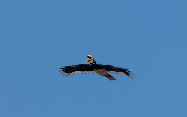 Oriental pied hornbill bird in flight over sky at rajaji national park, uttarakhand