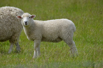 Obraz na płótnie Canvas Schafe Neuseeland Südinsel