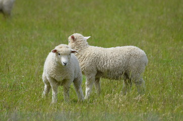 Naklejka na ściany i meble Schafe in Neuseeland Südinsel
