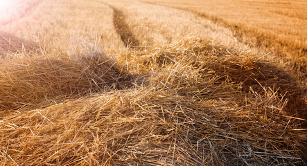 Natural background texture of mowed wheat hay on a field in the rays of a sunset background. Agriculture concept, harvesting, animal feed, nature. Copy space