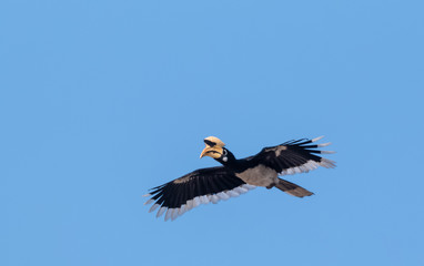 Oriental pied hornbill bird in flight over sky at rajaji national park, uttarakhand