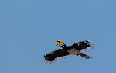 Oriental pied hornbill bird in flight over sky at rajaji national park, uttarakhand