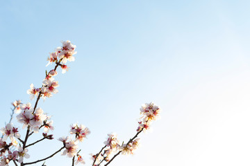 Almond blossom background with vivid colors in spring