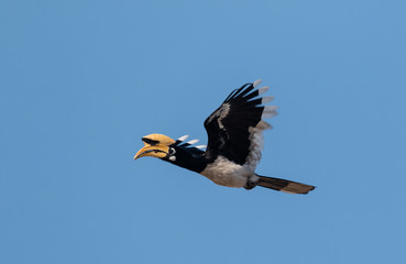 Oriental Pied Hornbil bird