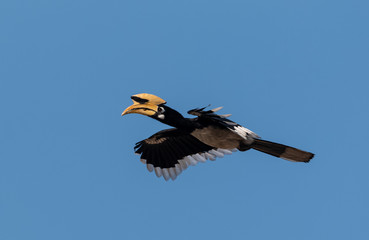 Oriental pied hornbill bird in flight over sky at rajaji national park, uttarakhand © Abhishek Mittal