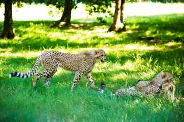 Guepard parc zoologique