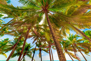 Coconut palm trees under a shining sun in Guadeloupe