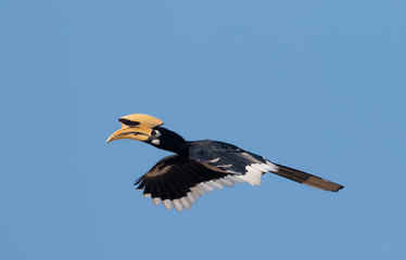 Oriental pied hornbill bird in flight over sky at rajaji national park, uttarakhand