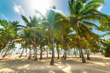Fototapeta na wymiar Palm trees in Bois Jolan beach in Guadeloupe