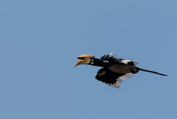 Oriental pied hornbill bird in flight over sky at rajaji national park, uttarakhand