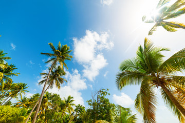 Palm trees under a shining sun in Guadeloupe