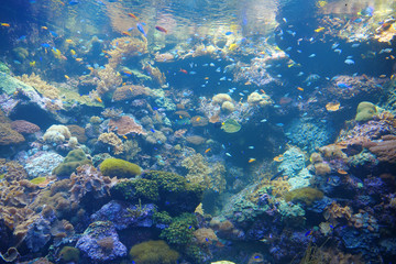 Fototapeta na wymiar Underwater life