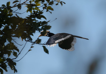 Oriental pied hornbill bird in flight over sky at rajaji national park, uttarakhand