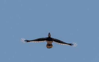 Oriental pied hornbill bird in flight over sky at rajaji national park, uttarakhand