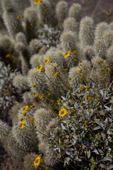 Bright yellow native Brittlebush blooming flowers in Arizona desert during February