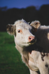 Fototapeta premium Vaca en el campo