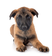 Fototapeta premium puppy malinois in studio