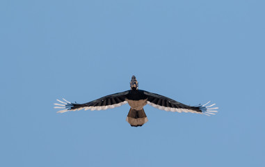 Oriental pied hornbill bird in flight over sky at rajaji national park, uttarakhand