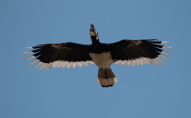 Oriental pied hornbill bird in flight over sky at rajaji national park, uttarakhand
