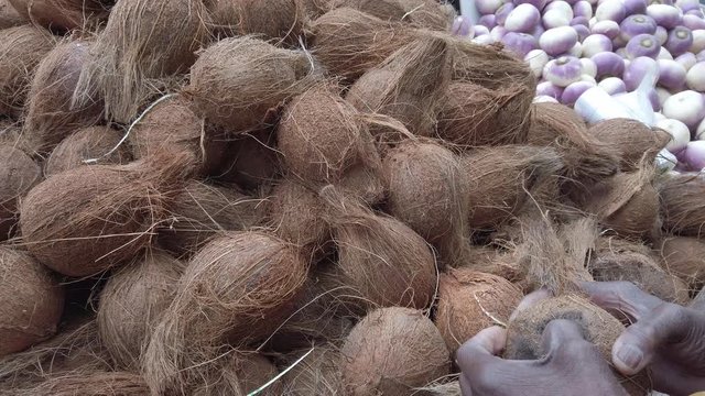 Woman of african ethnicity selecting a ripe coconut, cocos nucifera, to buy at a market stall
