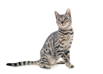 Obraz premium bengal cat in studio