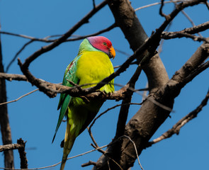 Plum Headed Parakeet perching on tree