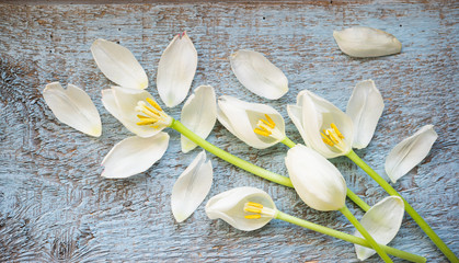 Spring flowers. White tulips and petals on rustic blue shabby wooden table. Top view. Copy space