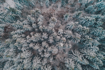 Fototapeta na wymiar Beautiful scenic winter forest with snow-covered trees, aerial view.
