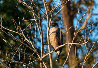 Crested Serpent Eagle bird in action on the tree at the early morning at rajaji nationalpark