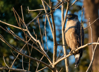 Crested Serpent Eagle bird in action on the tree at the early morning at rajaji nationalpark