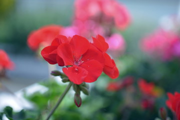 fleur rouge nature macro