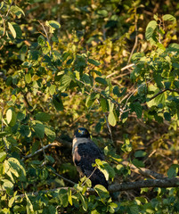 Crested Serpent Eagle bird in action on the tree at the early morning at rajaji nationalpark