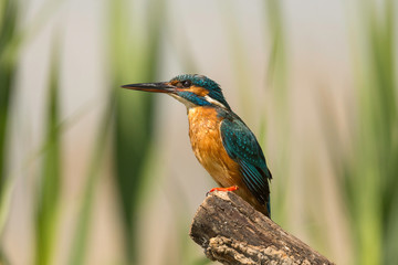 Common Kingfisher waiting for a fish